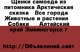 Щенки самоеда из питомника Арктическая сказка - Все города Животные и растения » Собаки   . Алтайский край,Змеиногорск г.